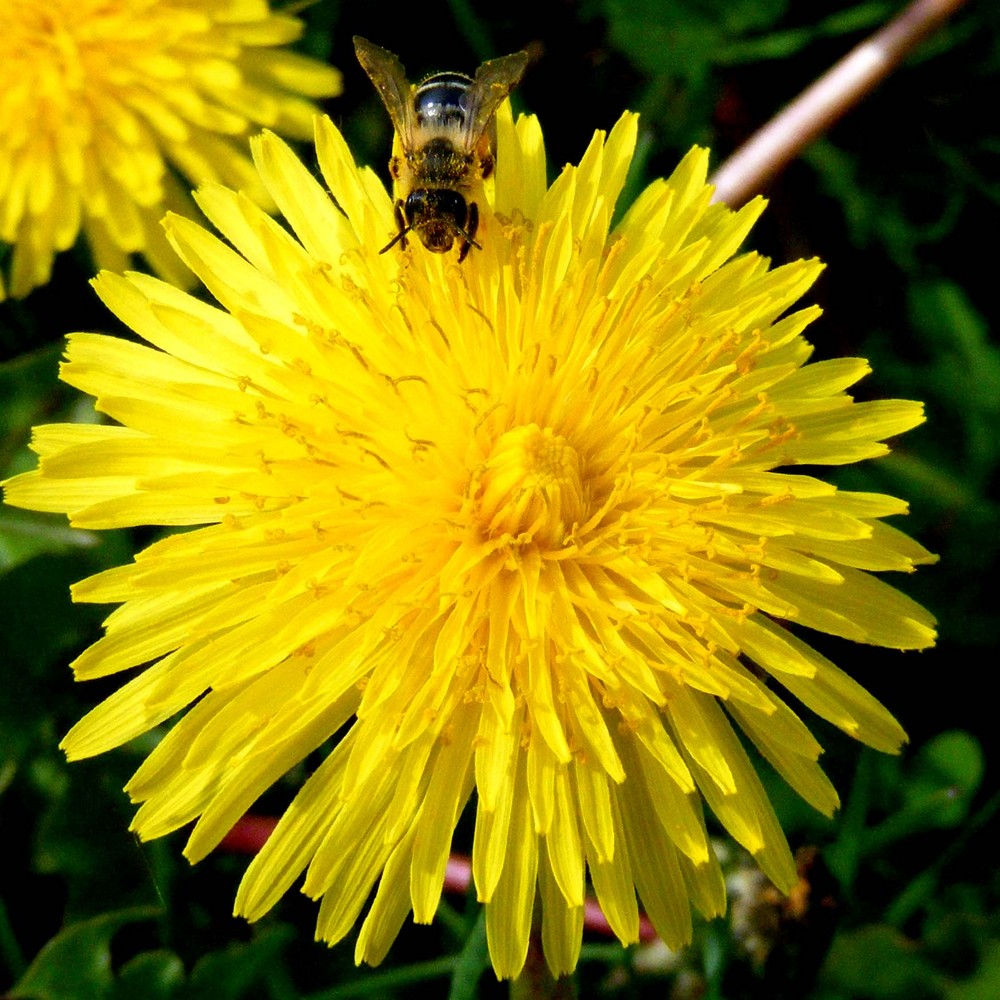 löwenzahn