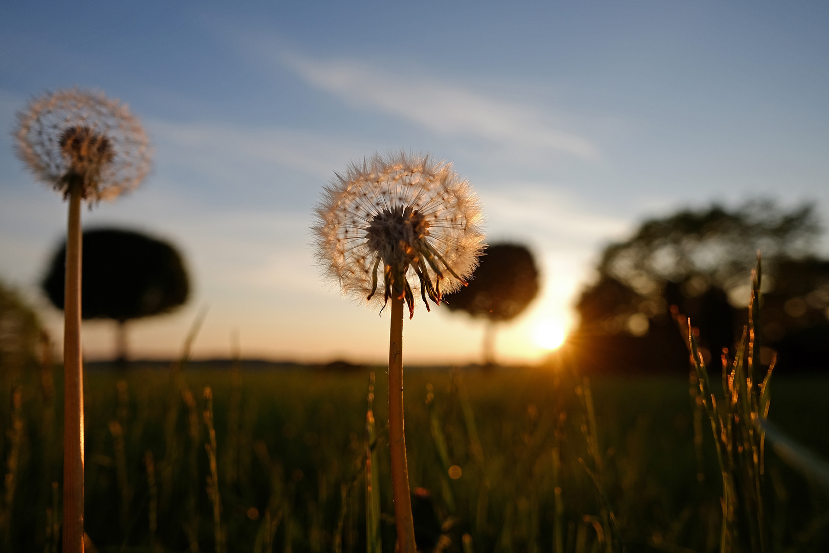  Löwenzahn abends