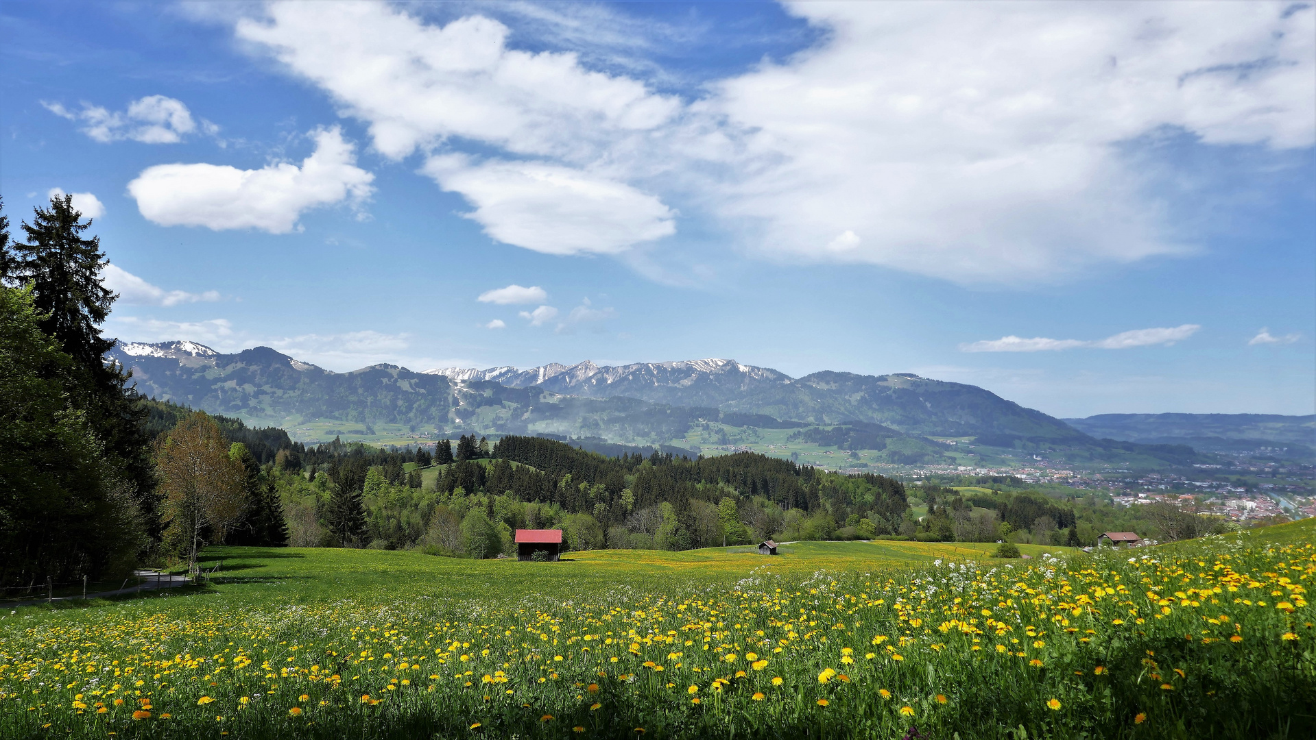 Löwenzahn-Allgäu 02