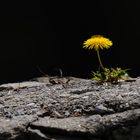 LÖWENZAHN ALS MAUERBLÜMCHEN