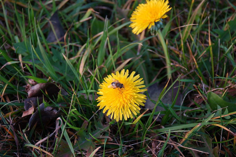 Löwenzahn am 26.11.2006 im Schwarzwald, unglaublich, oder?