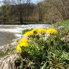 Löwenzahn am Bach