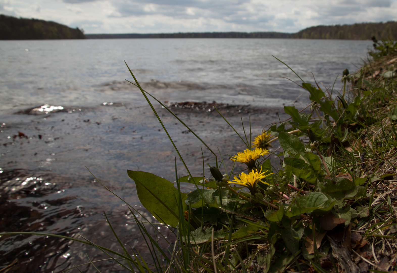 Löwenzahn am Badesee Stechlinsee