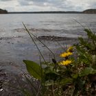 Löwenzahn am Badesee Stechlinsee