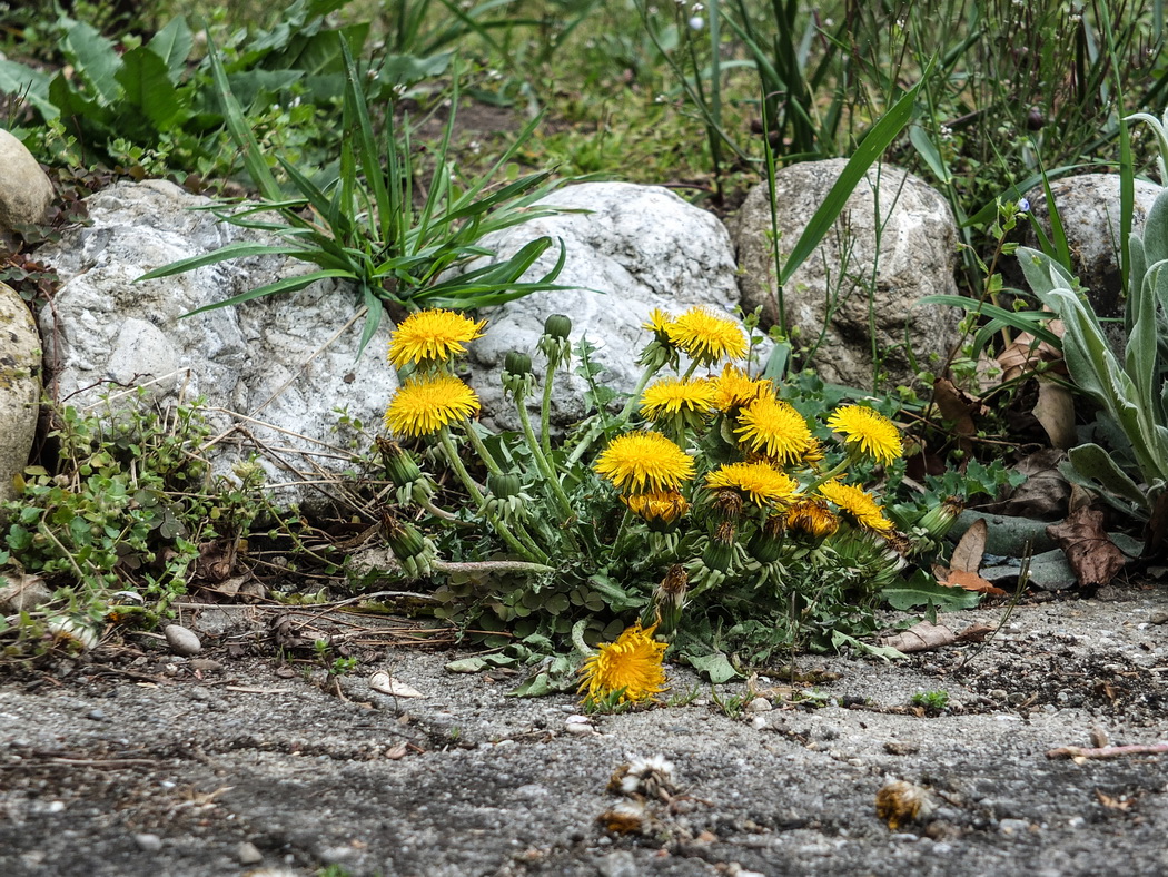 Löwenzahn am Beetrand