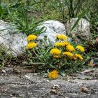 Löwenzahn am Beetrand