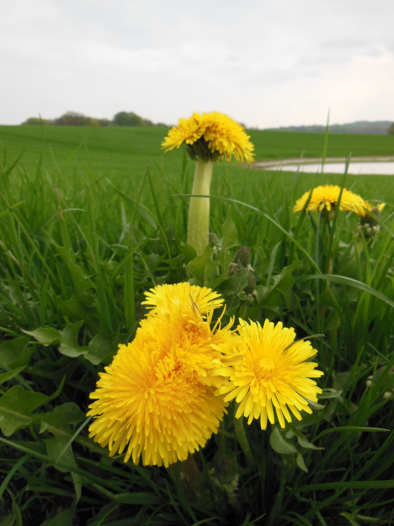 Löwenzahn am Feldesrand