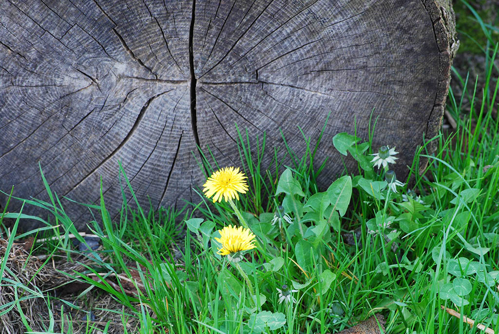 Löwenzahn am Holzstapel