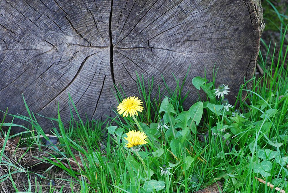 Löwenzahn am Holzstapel