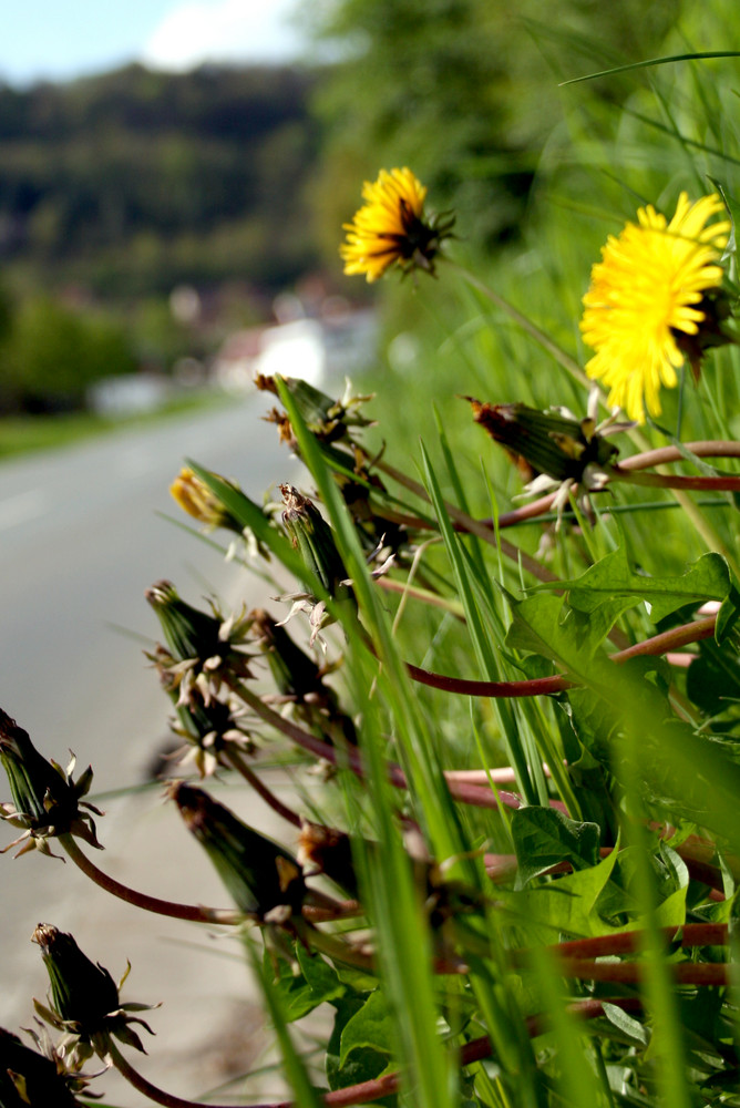 Löwenzahn am Straßenrand