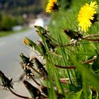 Löwenzahn am Straßenrand