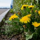 Löwenzahn am Strassenrand