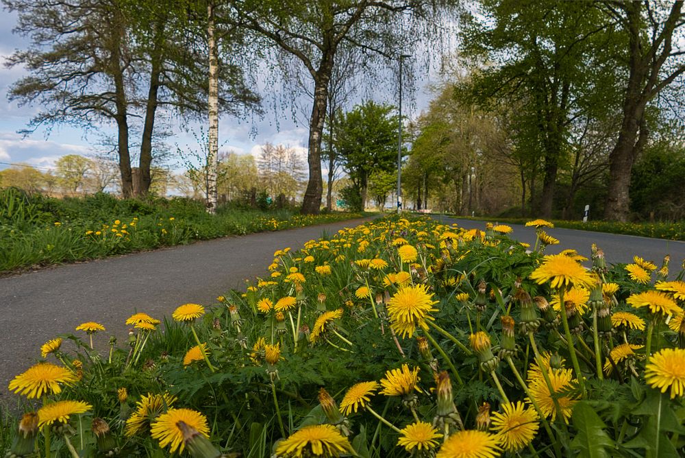 Löwenzahn am Straßenrand erhellen den Tag