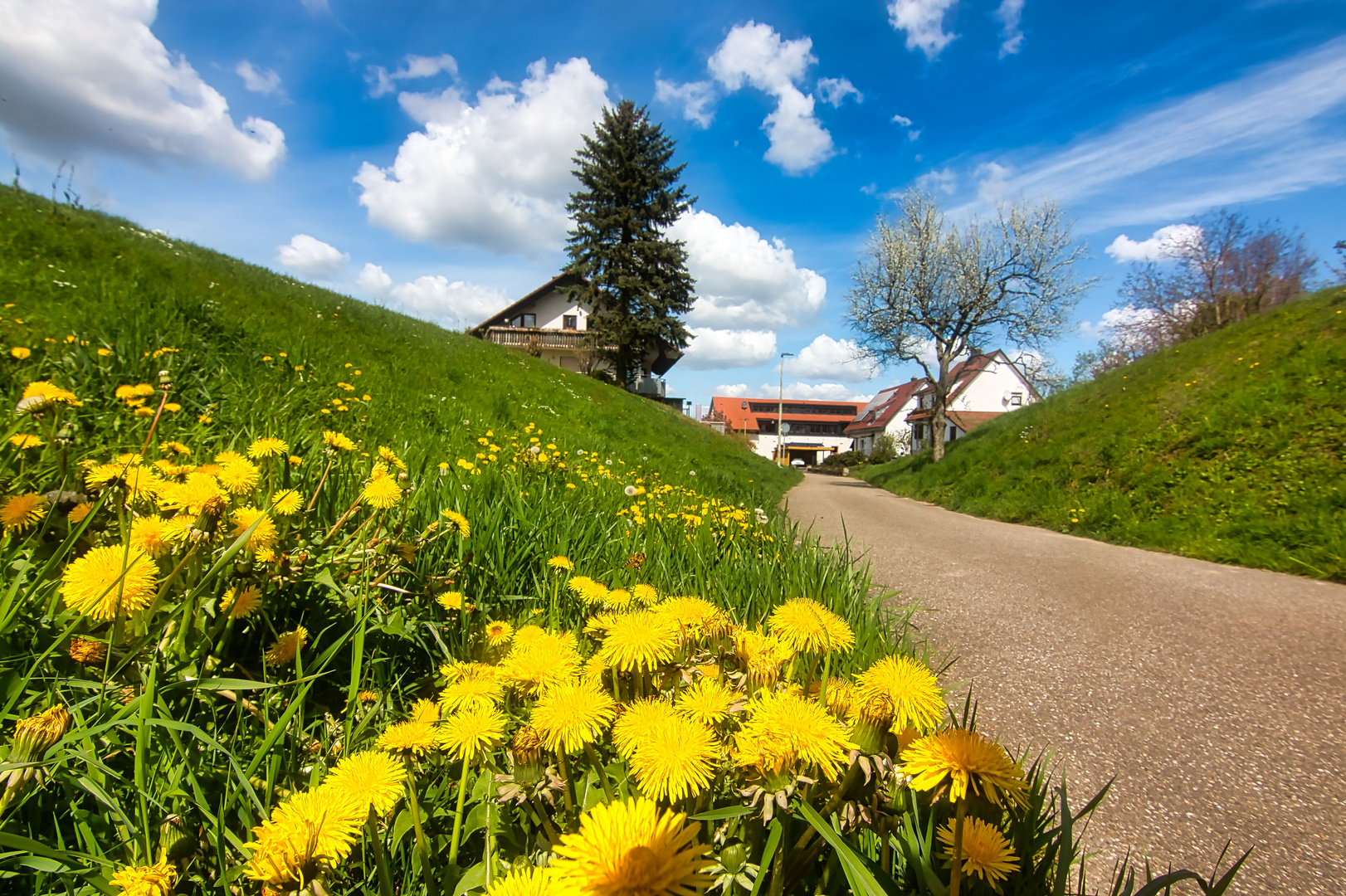 Löwenzahn am Wegesrand