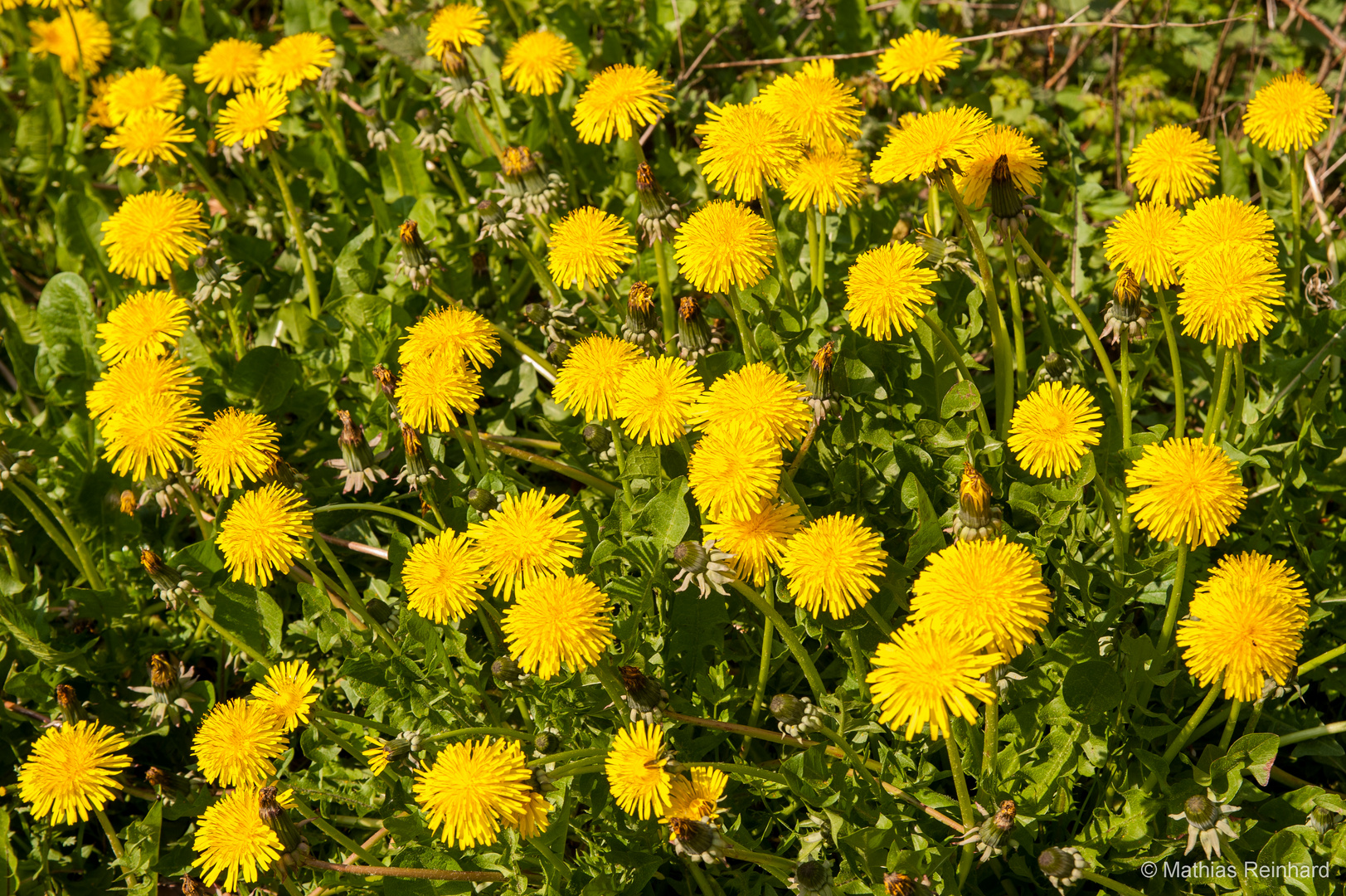 Löwenzahn am Wegesrand