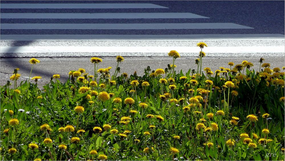 Löwenzahn am Zebrastreifen