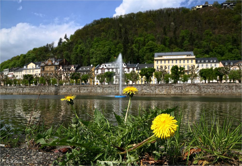 Löwenzahn an der Lahn