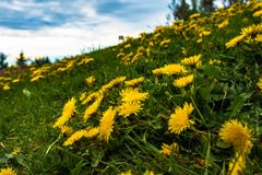 Löwenzahn auf dem Hochblauen