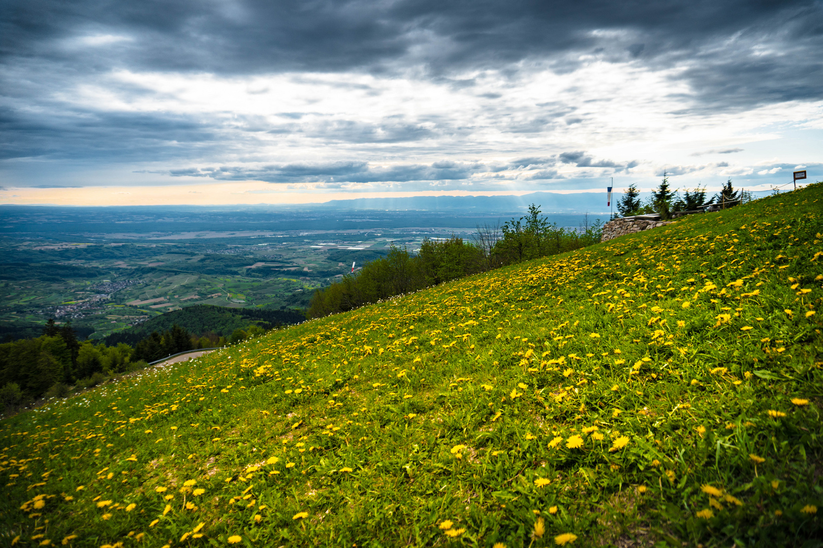 Löwenzahn auf dem Hochblauen