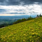 Löwenzahn auf dem Hochblauen