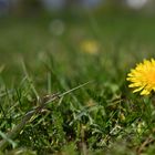 Löwenzahn auf Wiese