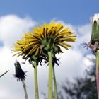 Löwenzahn aus anderer Perspektive