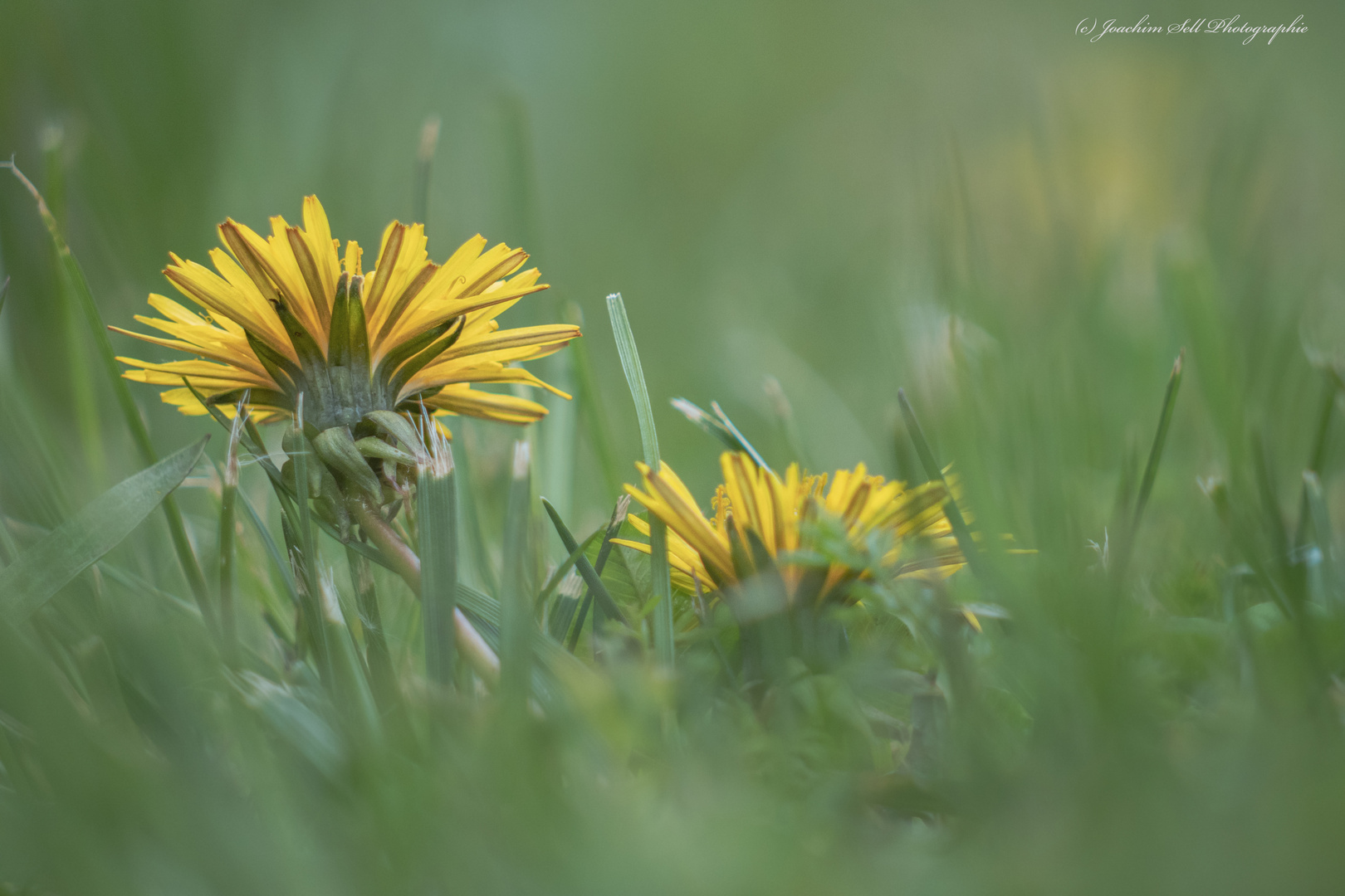 Löwenzahn Foto & Bild fotos, frühling, natur Bilder auf