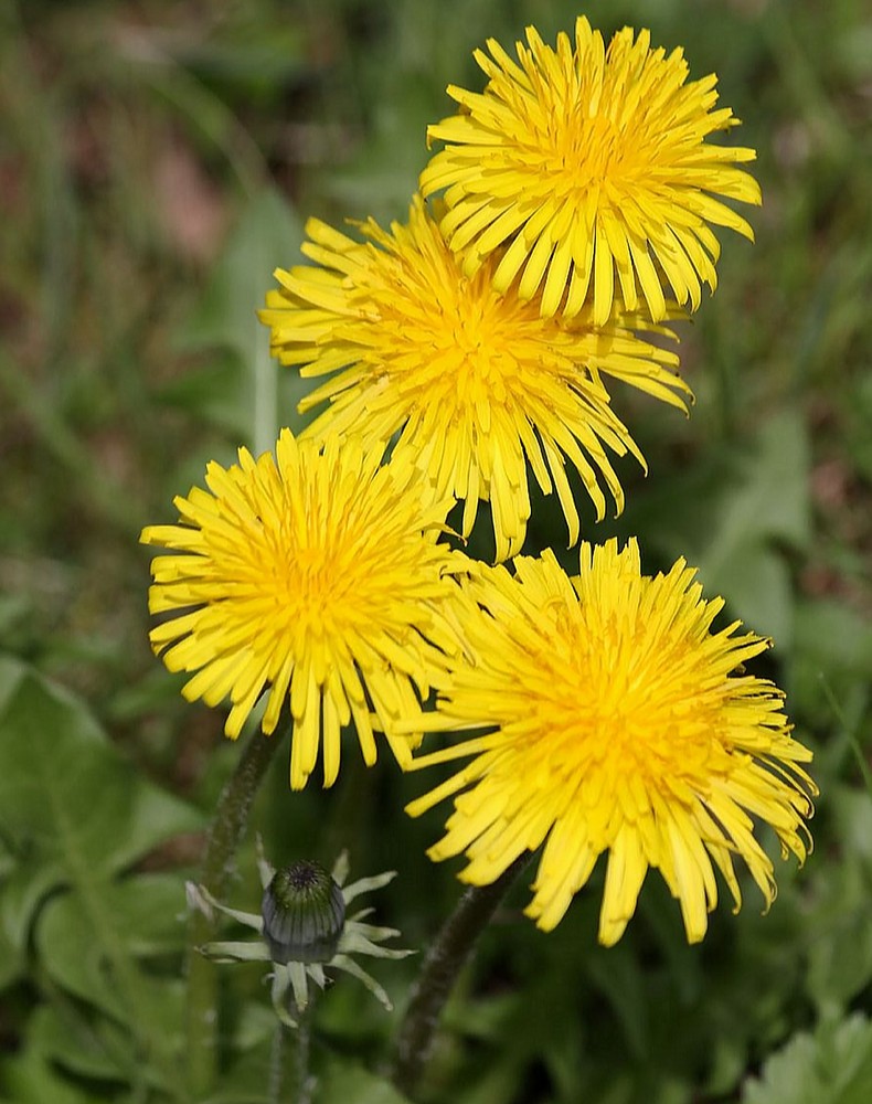 Löwenzahn Foto & Bild pflanzen, pilze & flechten, blüten