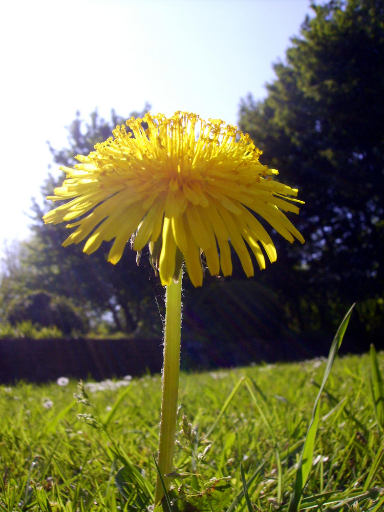 Löwenzahn Baum (arbor taraxacum)