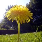 Löwenzahn Baum (arbor taraxacum)