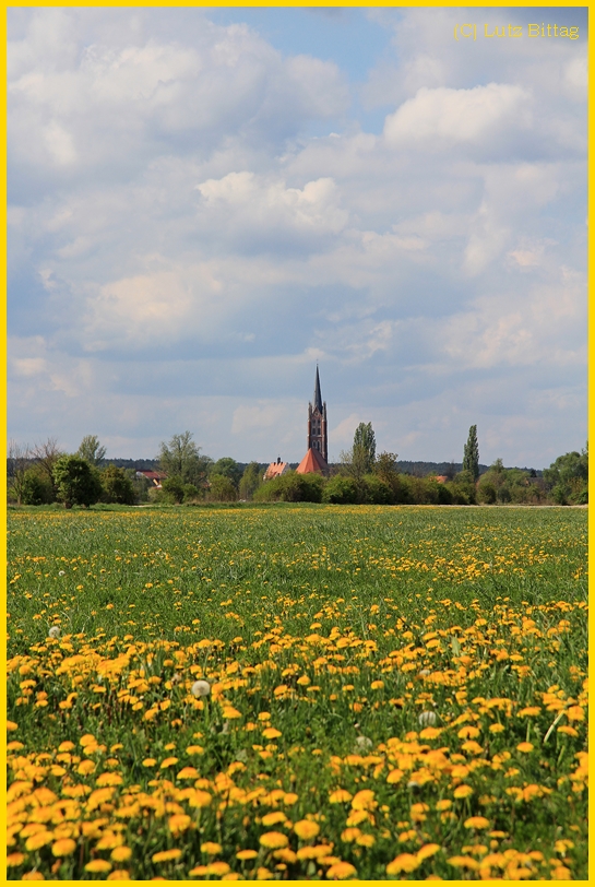 Löwenzahn bei Kemberg