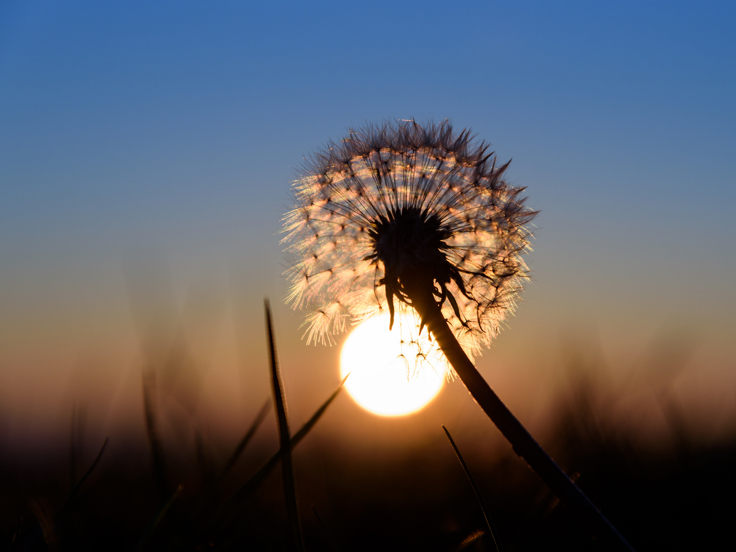 Löwenzahn bei Sonnenuntergang (2)