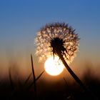 Löwenzahn bei Sonnenuntergang (2)