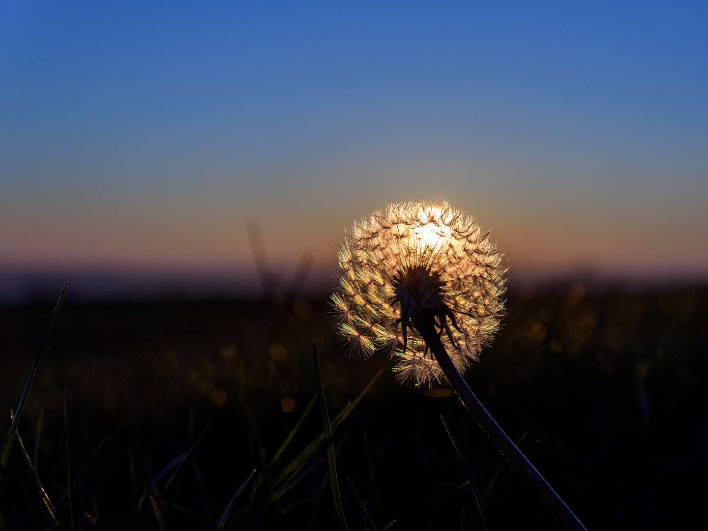 Löwenzahn bei Sonnenuntergang