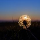 Löwenzahn bei Sonnenuntergang