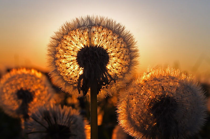 Löwenzahn bei Sonnenuntergang