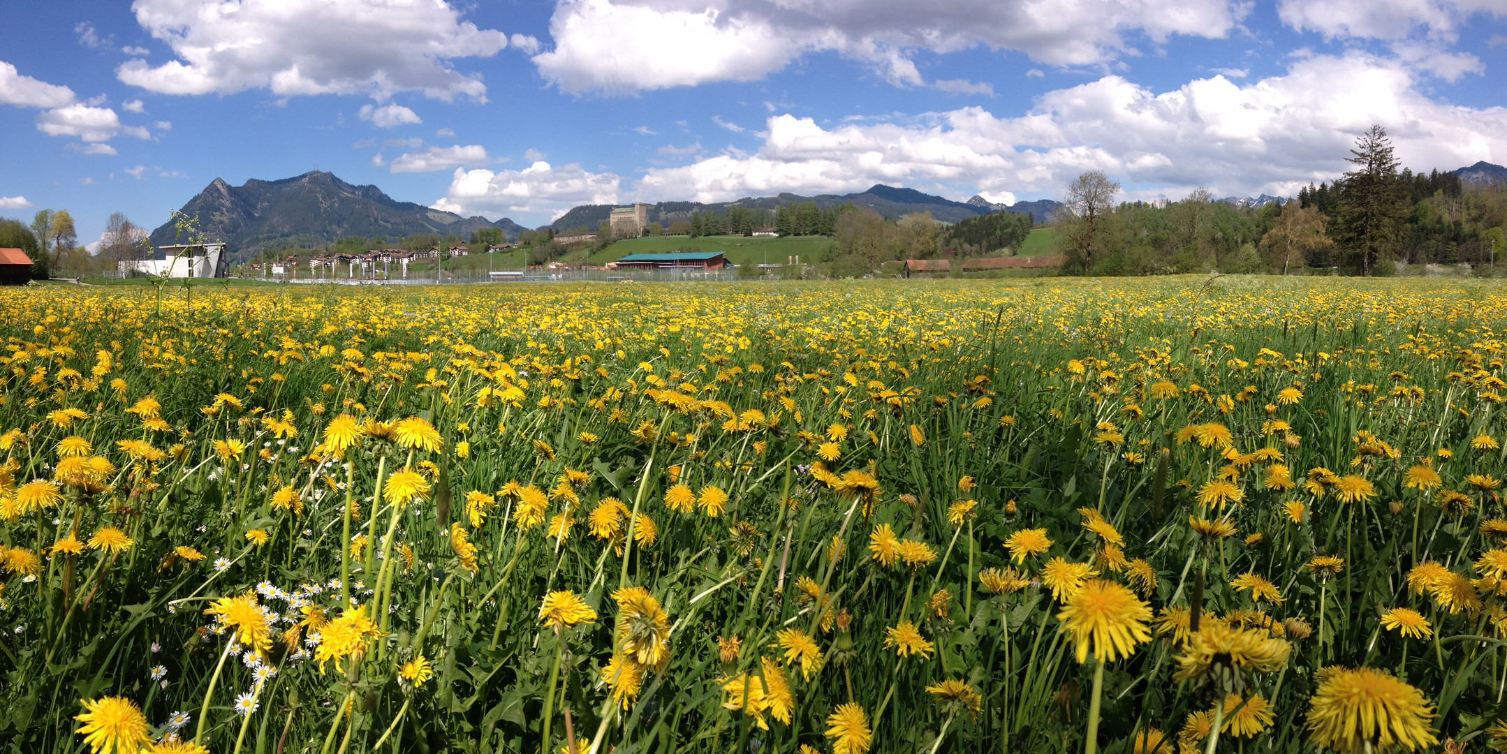 Löwenzahn bei Sonthofen / Grünten im Allgäu