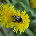 Löwenzahn bekommt Besuch