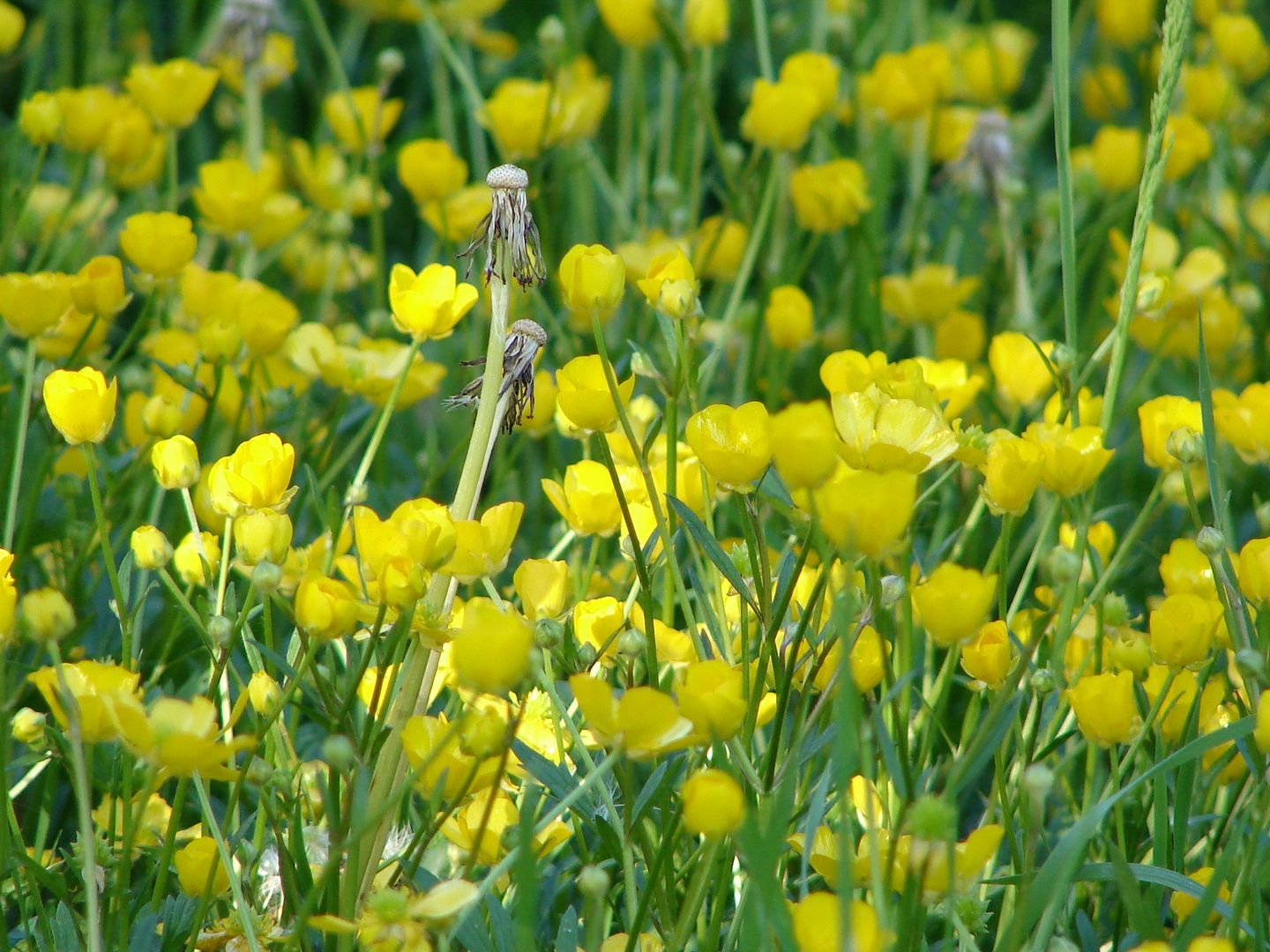 Löwenzahn besucht die Butterblumen