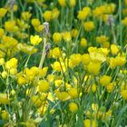 Löwenzahn besucht die Butterblumen