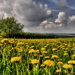 Löwenzahn-Biotop