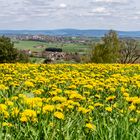 Löwenzahn bis Fichtelgebirge