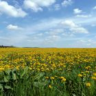 Löwenzahn bis zum Horizont