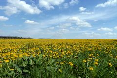 Löwenzahn bis zum Horizont