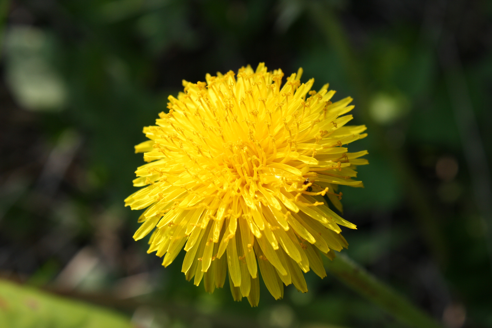 Löwenzahn Blüte