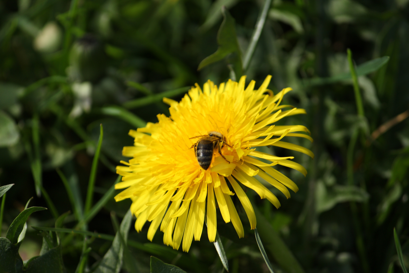 Löwenzahn-Blüte mit Besuch