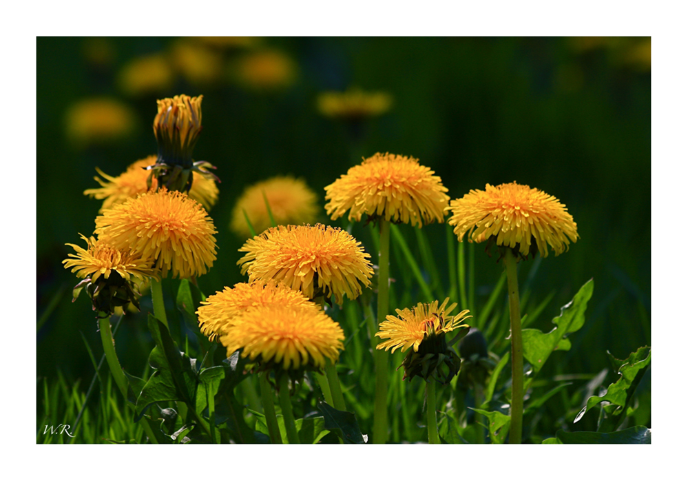 Löwenzahn Blüten.....