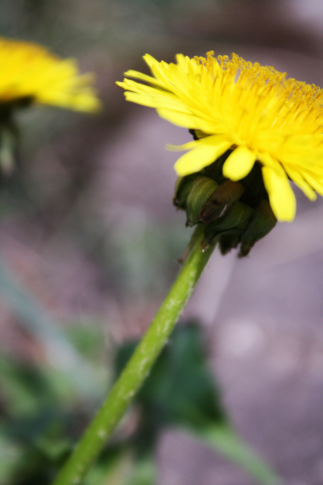 Löwenzahn Blume