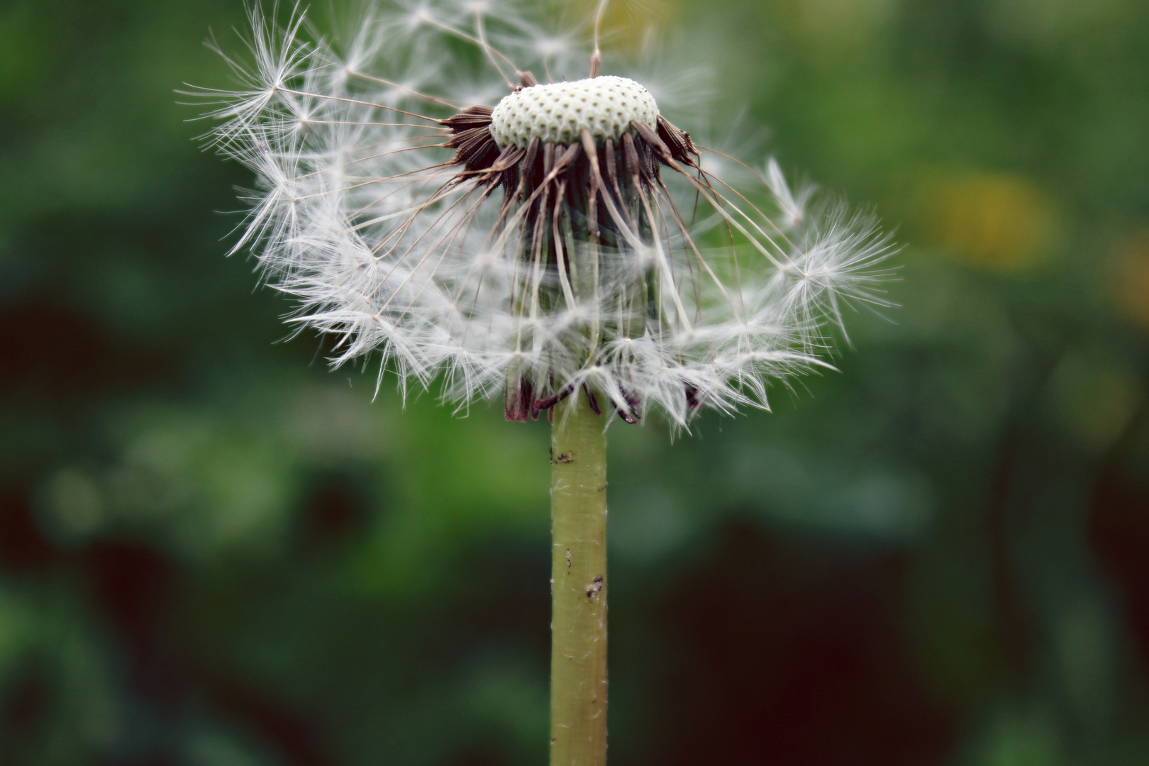 Löwenzahn, Bokeh