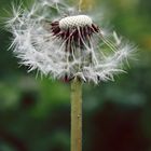 Löwenzahn, Bokeh